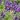 Len Seife Lavendel Image 2 1920x1080
